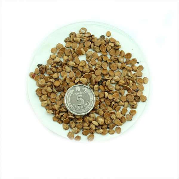 Cotoneaster subacutus seeds