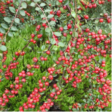 Cotoneaster bradyi seeds