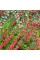 Cotoneaster bradyi seeds