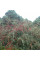 Cotoneaster bradyi seeds