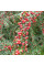 Cotoneaster bradyi seeds