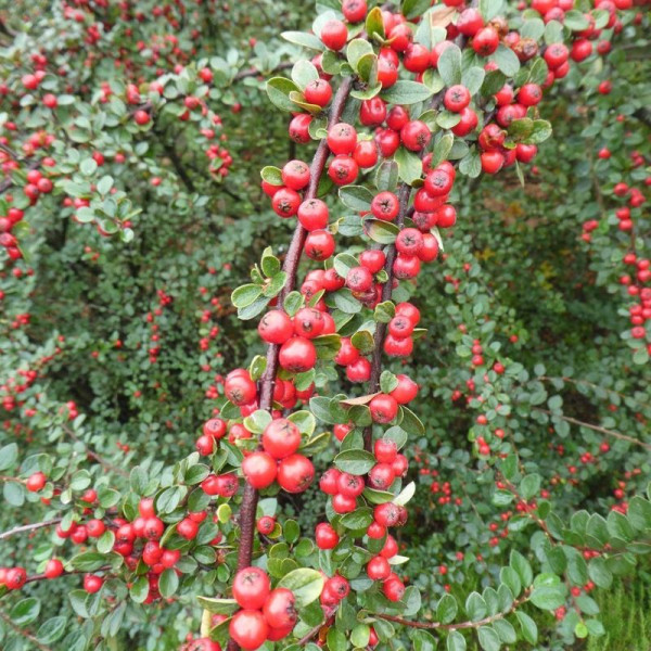 Cotoneaster bradyi seeds