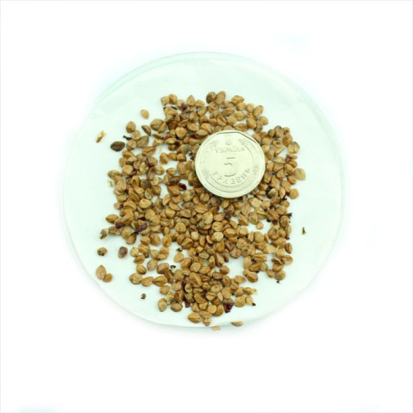 Cotoneaster bradyi seeds
