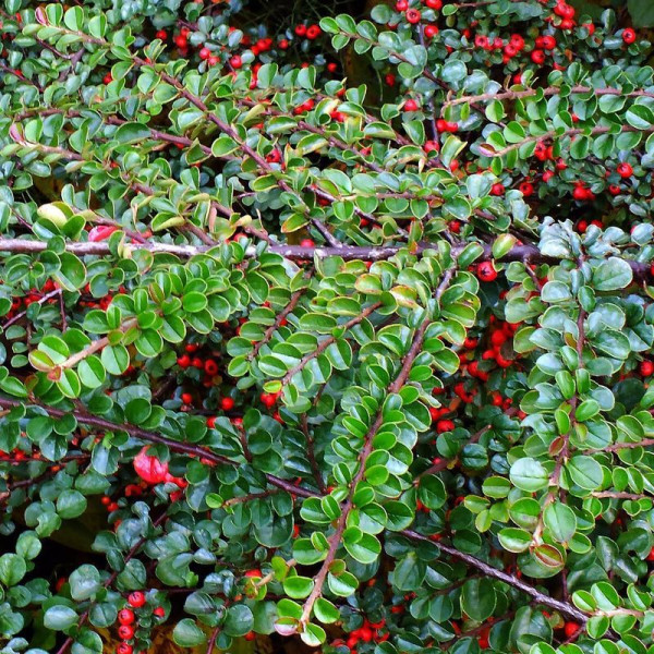 Cotoneaster hjelmqvistii seeds