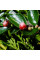Cotoneaster hjelmqvistii seeds