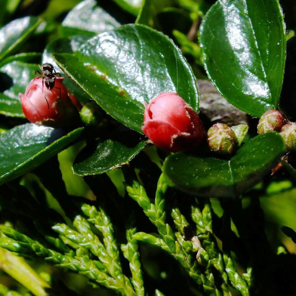 Cotoneaster hjelmqvistii seeds