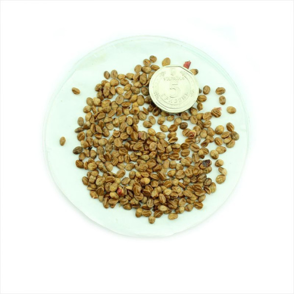 Cotoneaster hjelmqvistii seeds