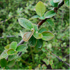 Cotoneaster giraldii seeds