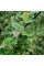 Cotoneaster giraldii seeds