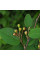 Cotoneaster giraldii seeds