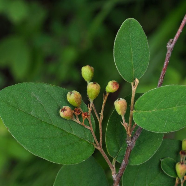 Cotoneaster giraldii seeds