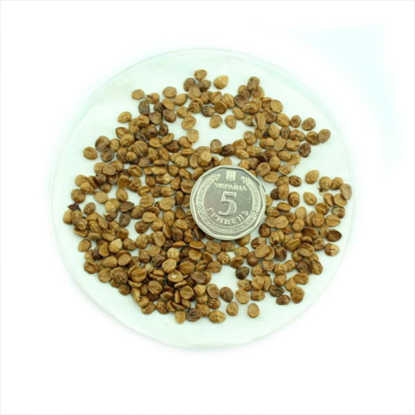 Cotoneaster giraldii seeds