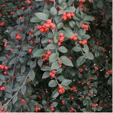 Cotoneaster sternianus seeds