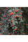 Cotoneaster sternianus seeds