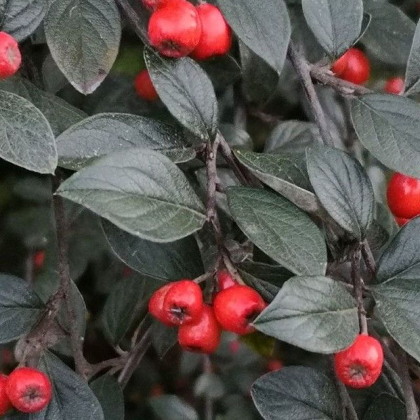 Cotoneaster sternianus seeds