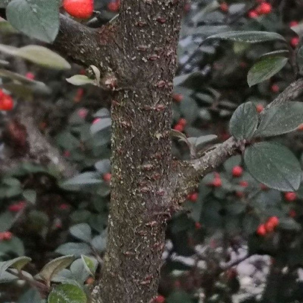 Cotoneaster sternianus seeds