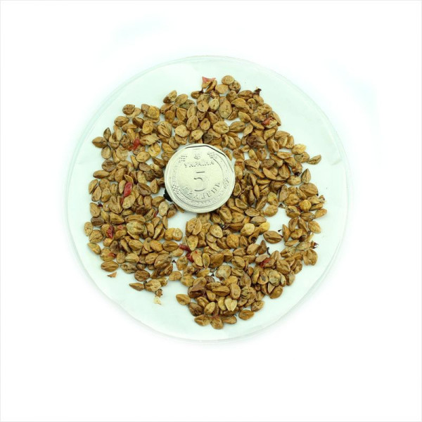 Cotoneaster sternianus seeds