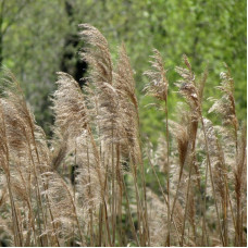 Southern reed seeds