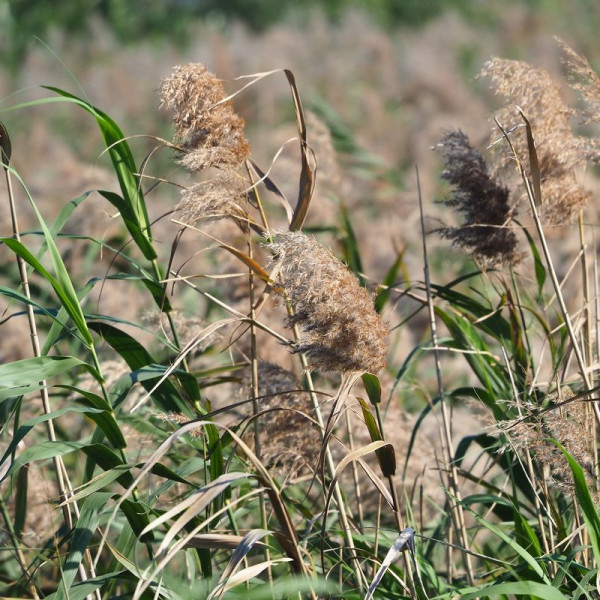Southern reed seeds
