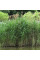 Southern reed seeds