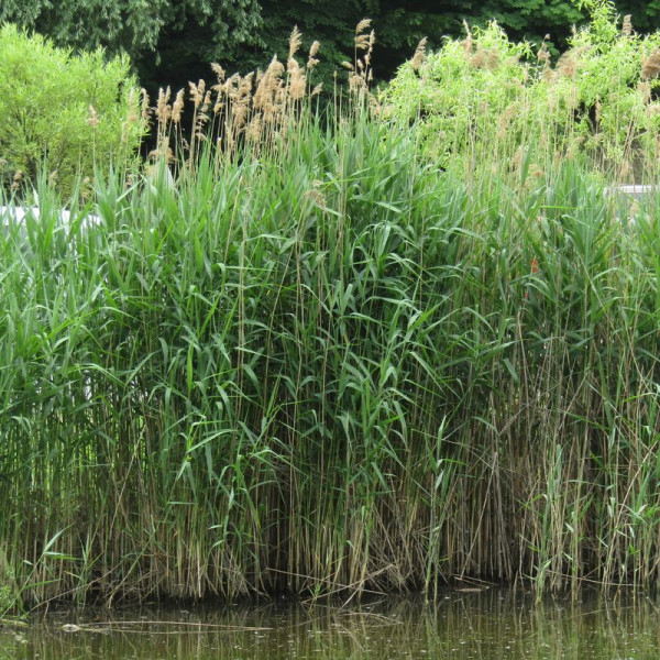 Southern reed seeds