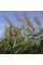 Southern reed seeds