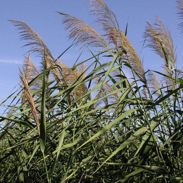 Southern reed seeds