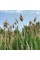 Southern reed seeds