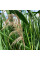 Southern reed seeds