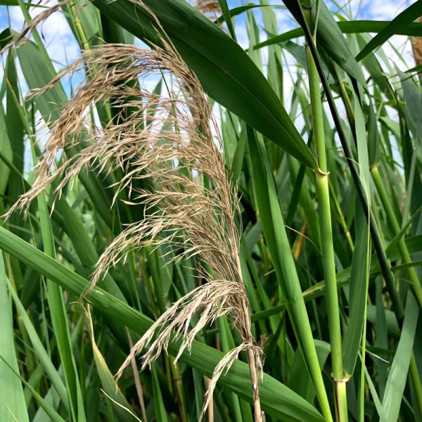 Southern reed seeds