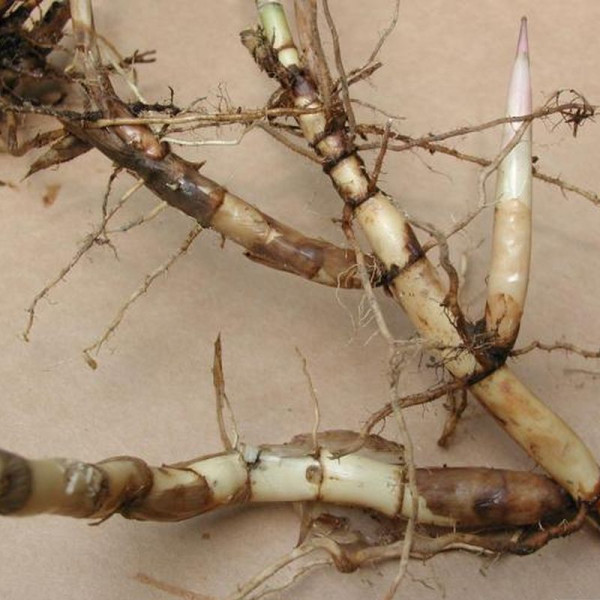 Southern reed seeds