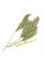 Southern reed seeds
