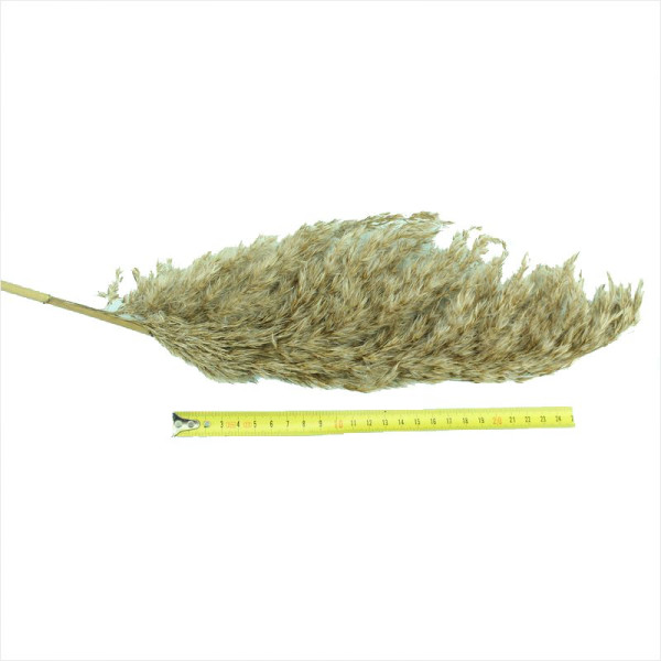 Southern reed seeds