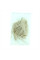 Southern reed seeds