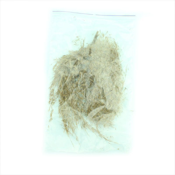 Southern reed seeds