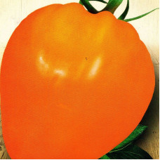 Tomato seeds «Golden Domes»
