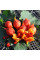Balsam apple seeds