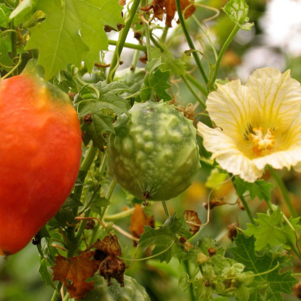 Balsam apple seeds