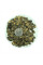 Balsam apple seeds