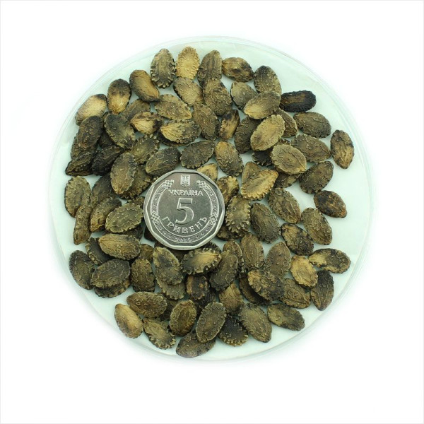 Balsam apple seeds
