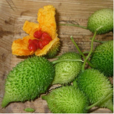 Balsam pear gourd seeds