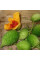 Balsam pear gourd seeds