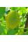 Balsam pear gourd seeds