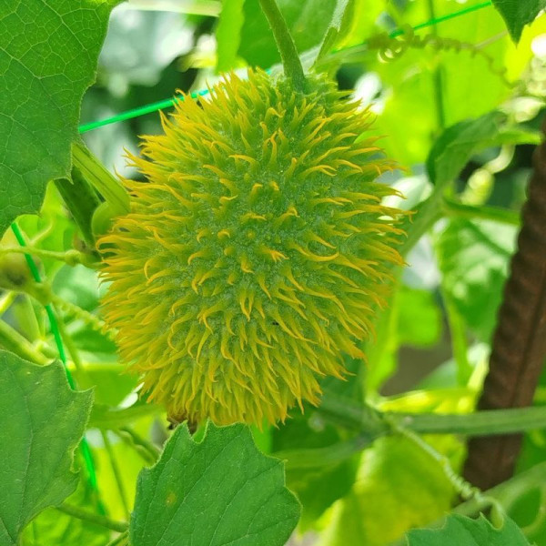 Balsam pear gourd seeds