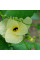 Balsam pear gourd seeds