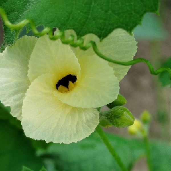 Balsam pear gourd seeds