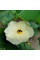 Balsam pear gourd seeds