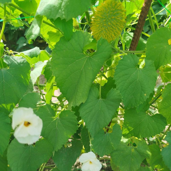 Balsam pear gourd seeds