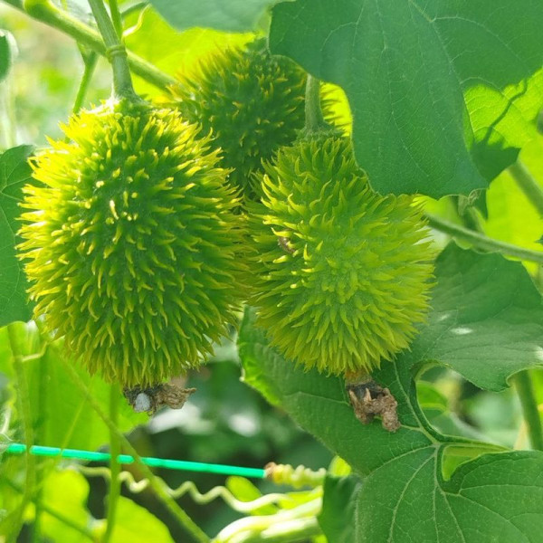 Balsam pear gourd seeds