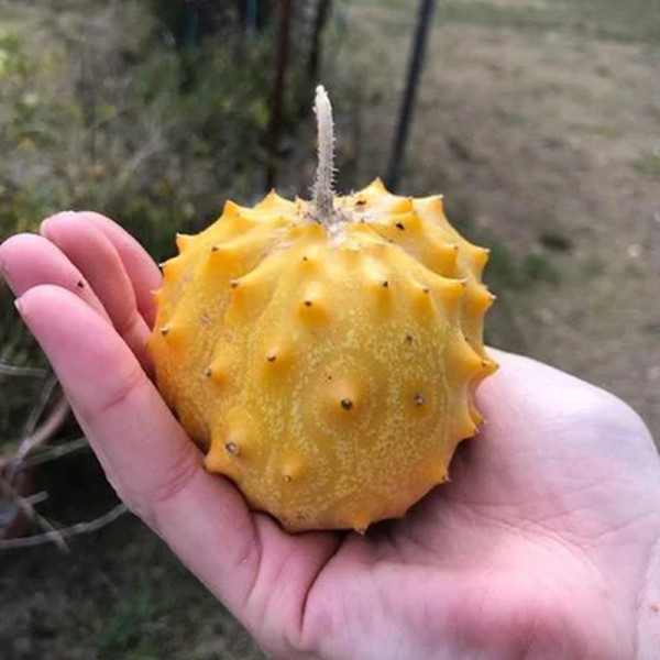 Kiwano seeds «Jelly Round»